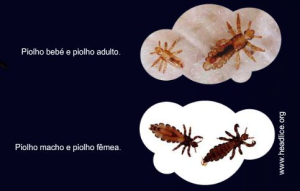 imagem: piolhoselendeas.jpg 